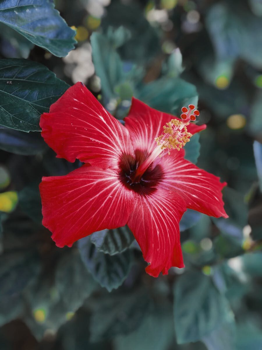 Stunning close-up of a red hibiscus flower showcasing its vibrant petals and delicate stamen.